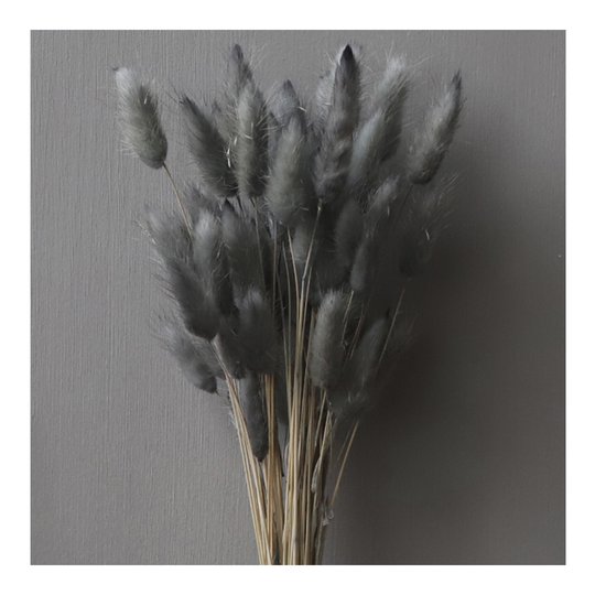 Cooee - Torkad Lagurus Aska