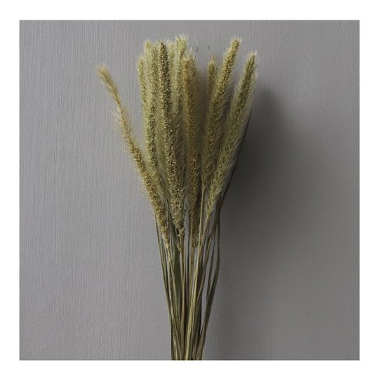 Cooee - Torkad Setaria