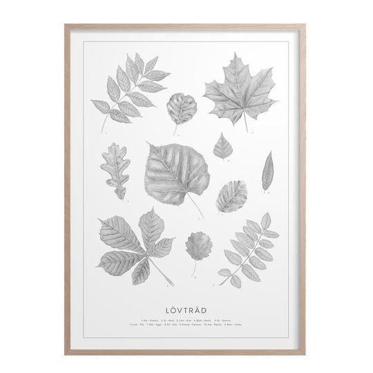 Kunskapstavlan - Poster 30x40 cm Lövträd