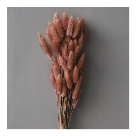 Cooee - Torkad Lagurus Rosé