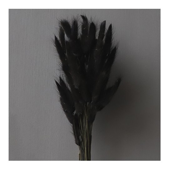 Cooee - Torkad Lagurus Svart