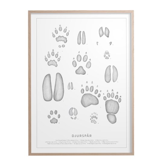 Kunskapstavlan - Poster 50x70 cm Djurspår